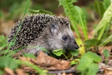 Hedgehog on the ground in grass