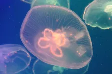 A jellyfish in the sea
