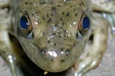 Close-up of a frog