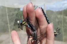 Three migrant hawker dragonflies (Aeshna mixta) photographed in Pape, Latvia, during a larger migration. (Photo: Johanna Hedlund)