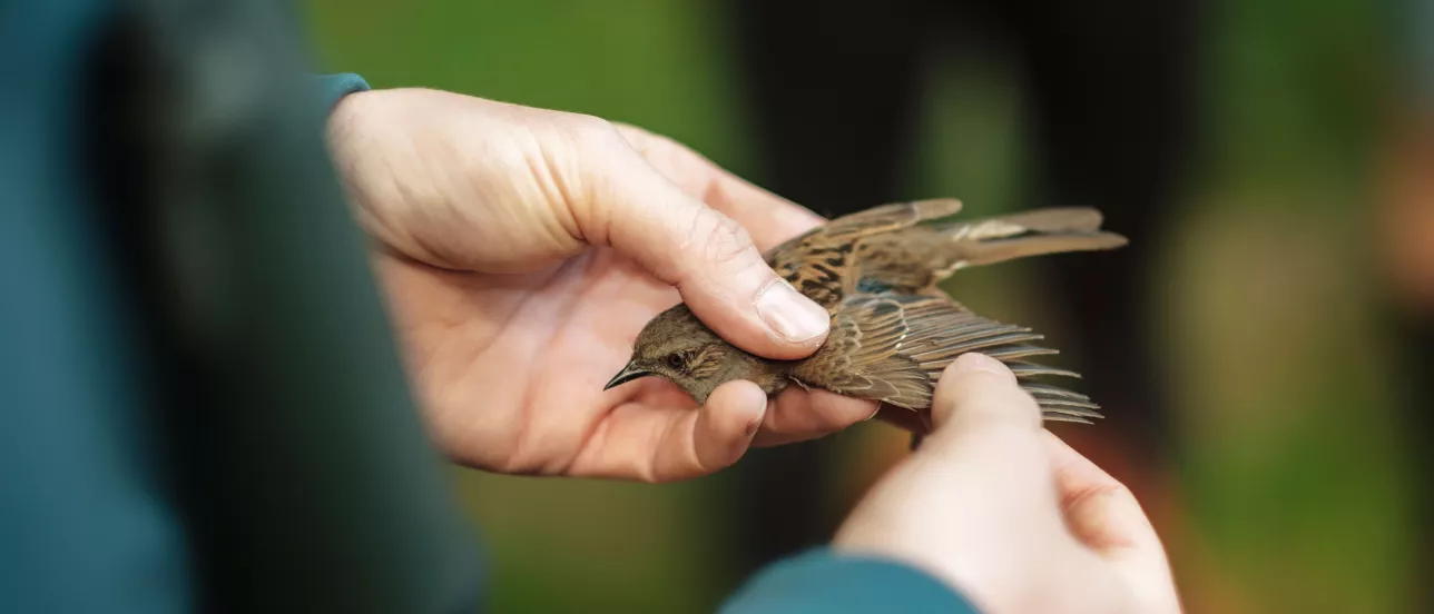 Hands holding a house sparrow and looking at its wings