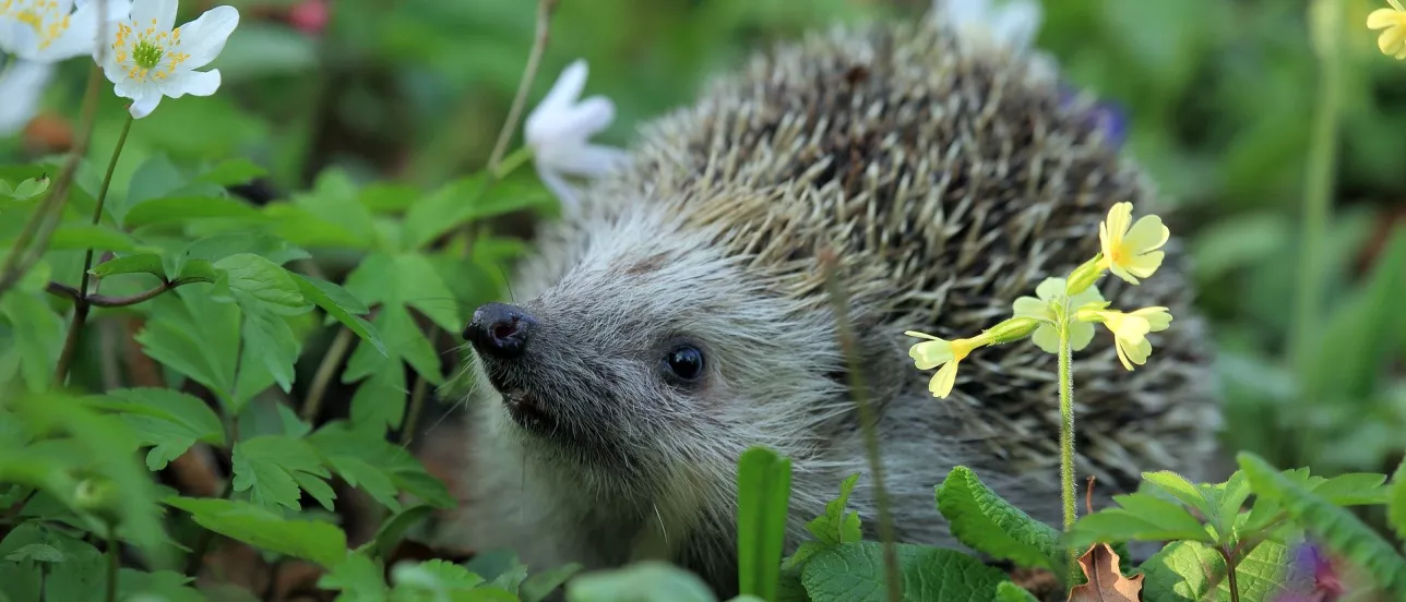 A hedgehog surrounded by primula and wood anemones