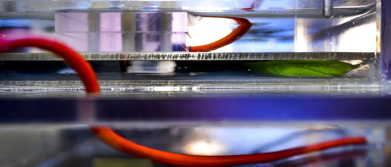 Close-up of a basil leaf used in a laboratory.