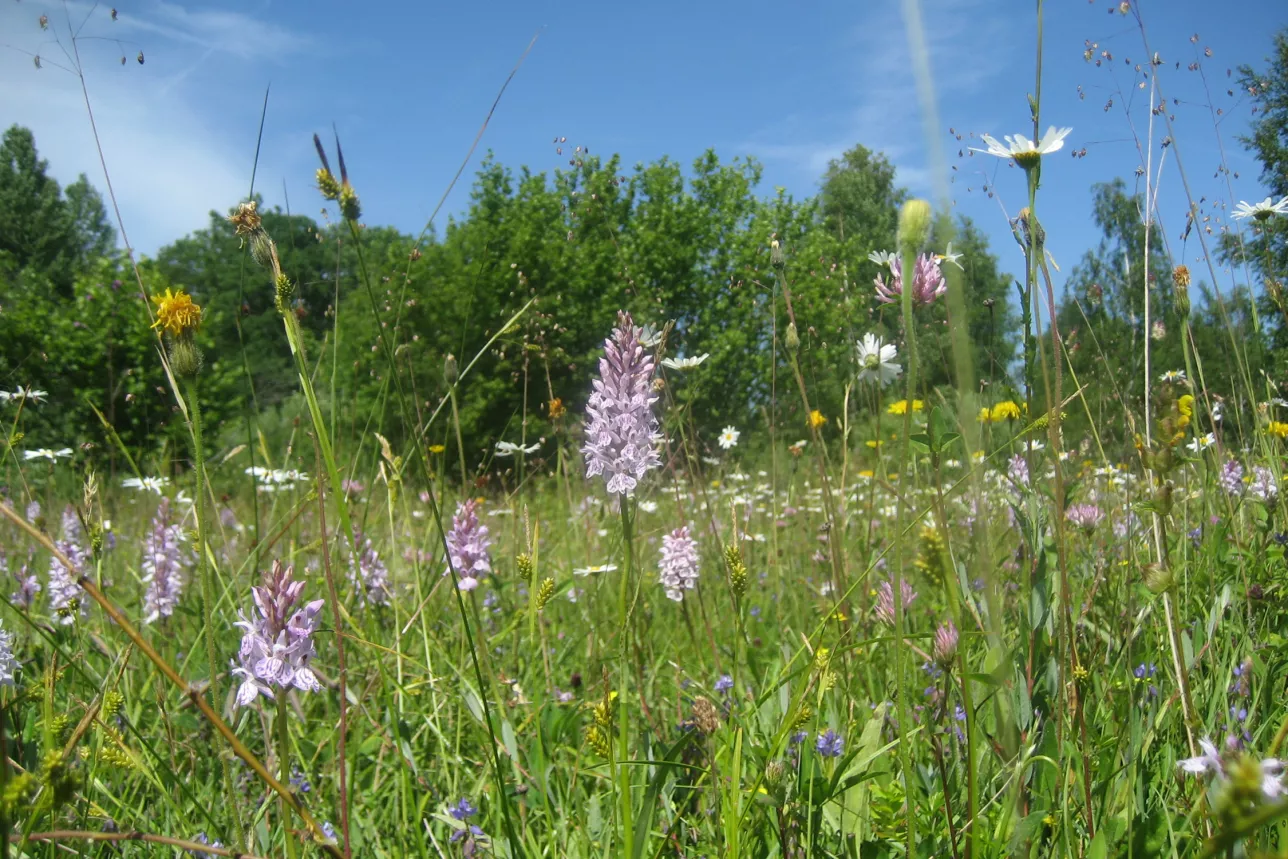 Biodiversity thrives in the meadow. Photo: Maj Rundlöf.
