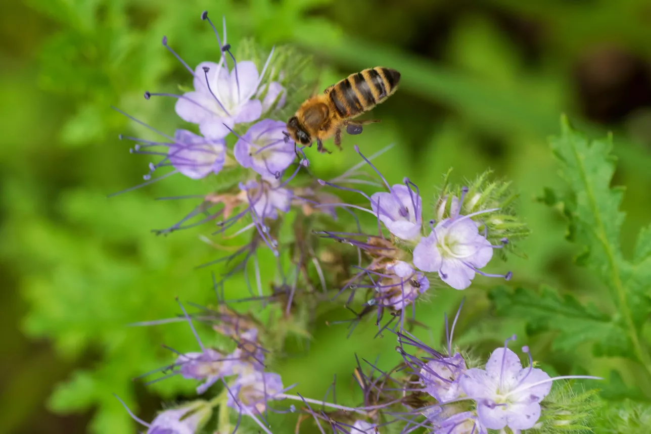 Honey bees like to flock to the honey facelias. But it doesn't attract many endangered bee species. Photo: MostPhotos.