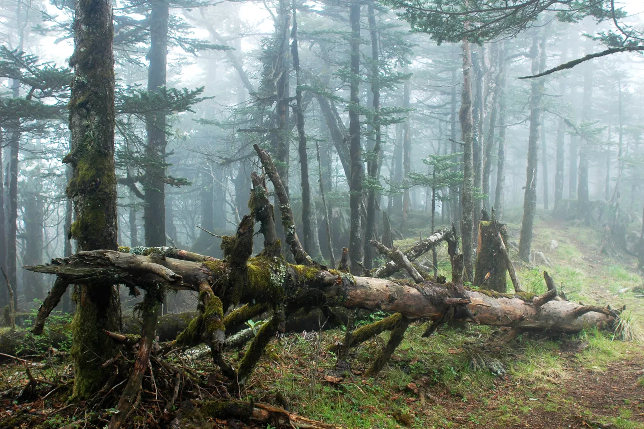 Primary forest. Photo: MostPhotos.