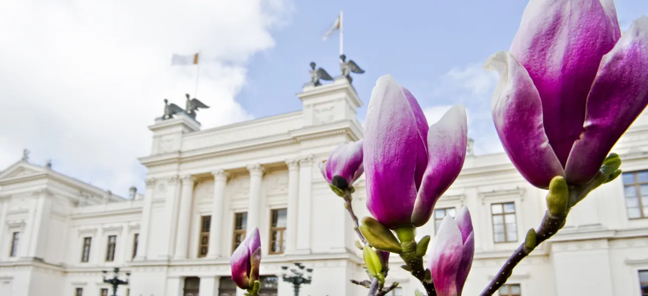 Lund University main building and magnolias. Photo: Kennet Ruona.