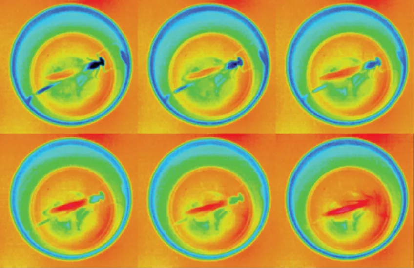 Infrared camera images of damselfly