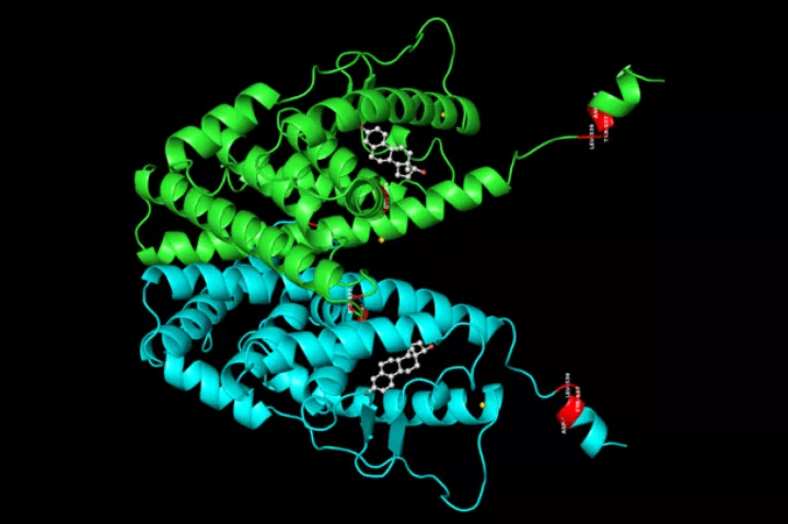 Model of the estrogen receptor alpha, a dimer of two identical receptors (green and blue), with the ESR1 resistance mutations identified in the study shown in red, and two estrogen hormone molecules shown as grey balls-and-sticks.