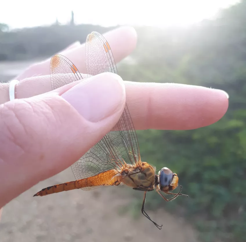 A globe skimmer dragonfly