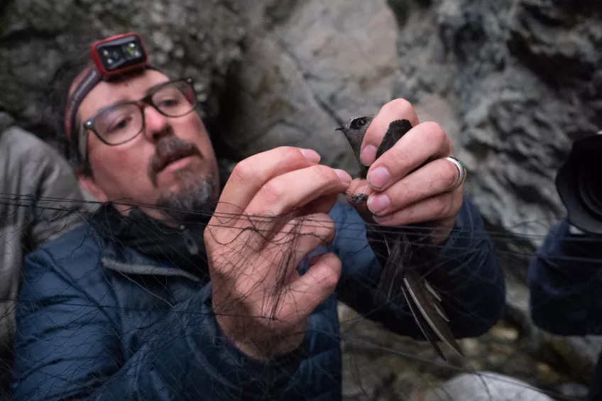 Researcher attaching micro data logger to black swift
