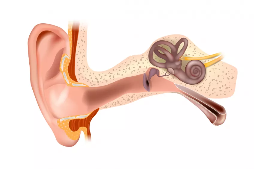 An illustration of what is inside the skull directly behind the ear