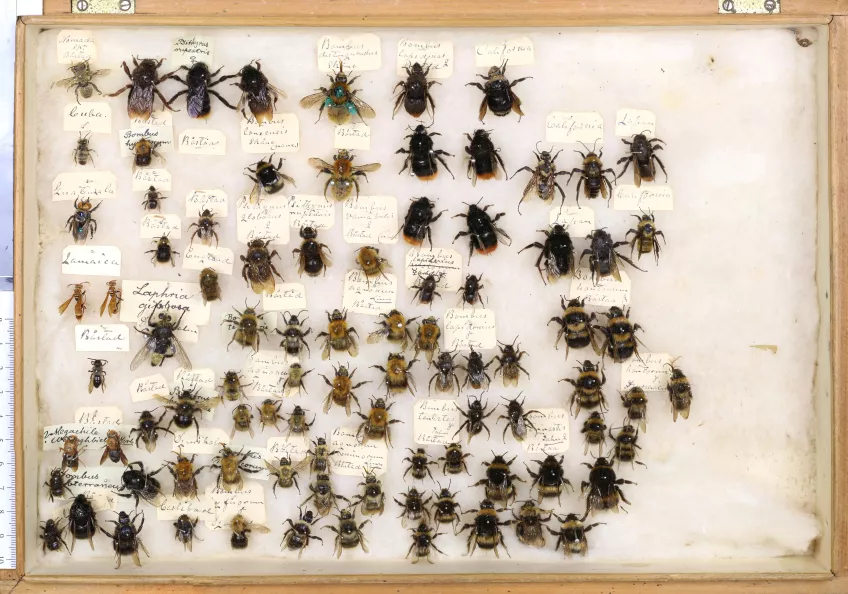 Image of old bumblebees in museum