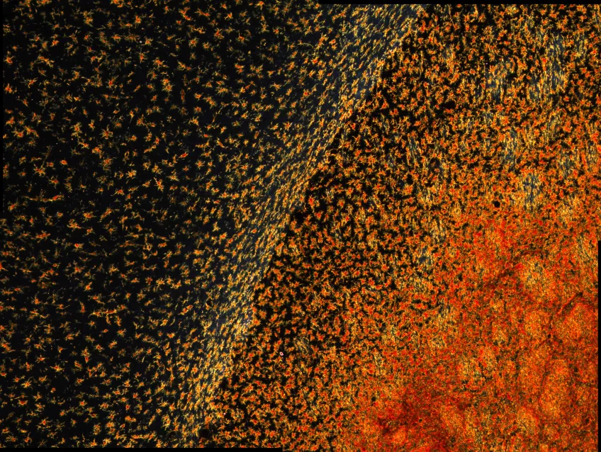 Microscopic image of a ratbrain