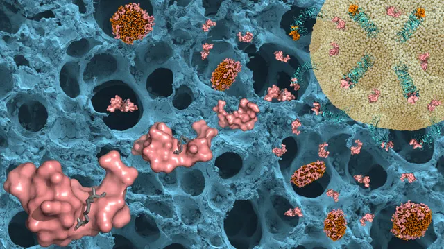 Illustration of the researchers' peptide treatment. illustration.