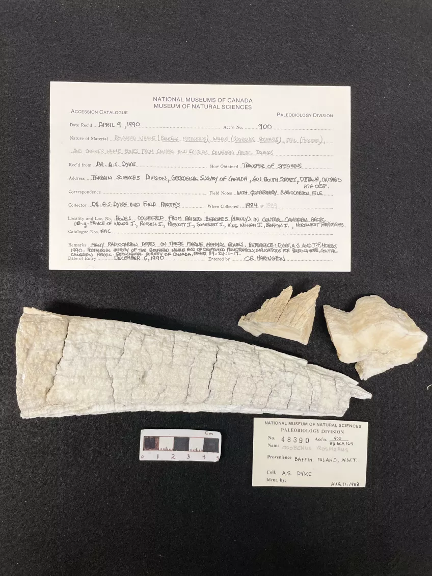  The research team extracted ancient DNA from museum collections 