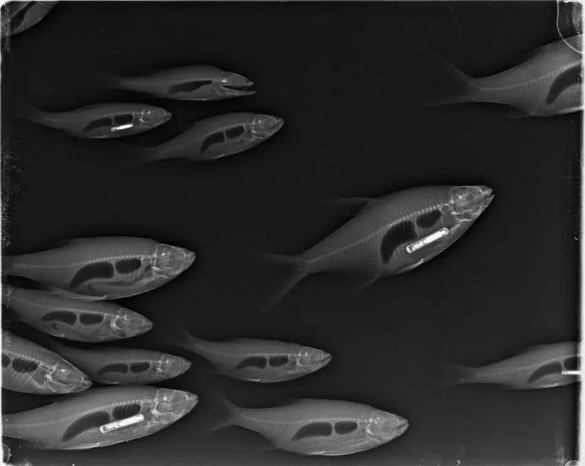 X-ray of the fish in the study