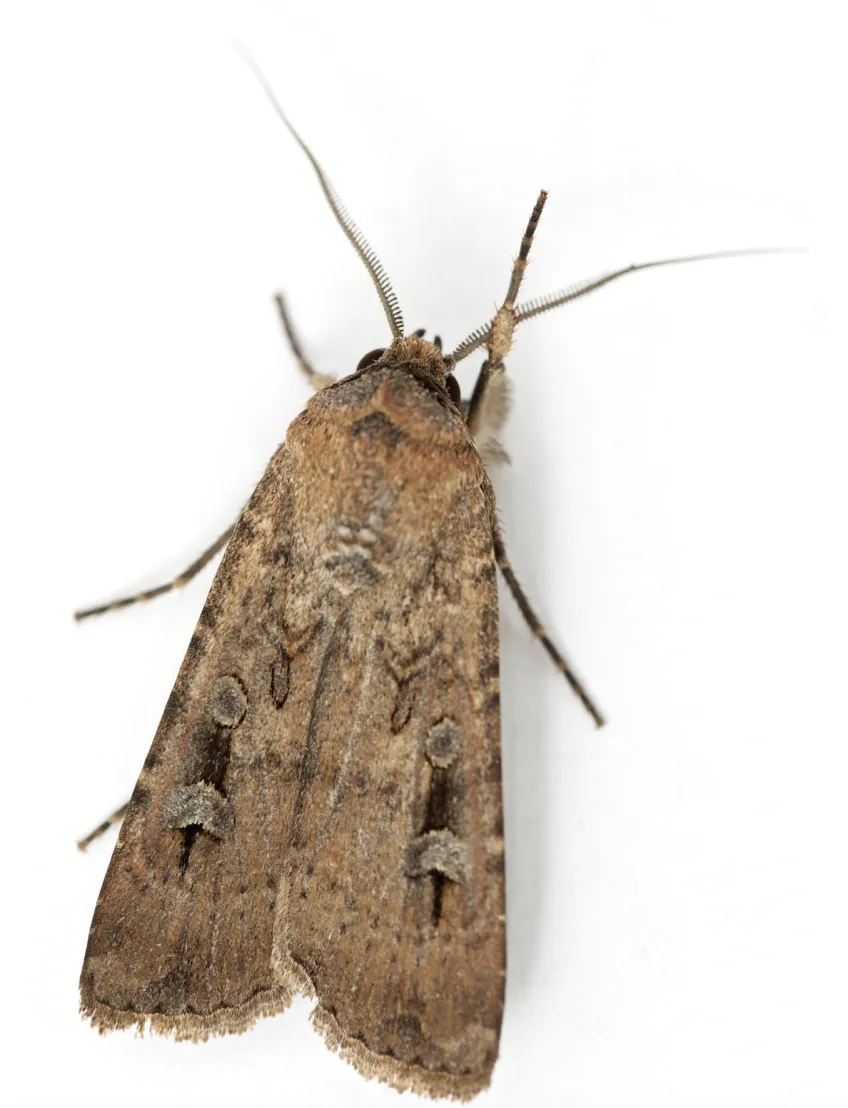 Close-up of a Bogong moth