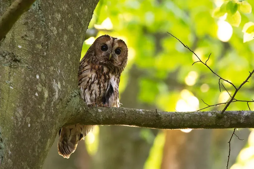 Tawny owls cause robins to eat less (Photo: Johan Nilsson)