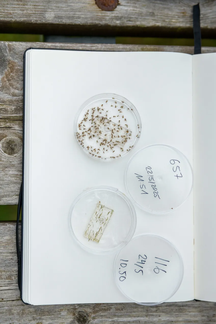 Petri dishes