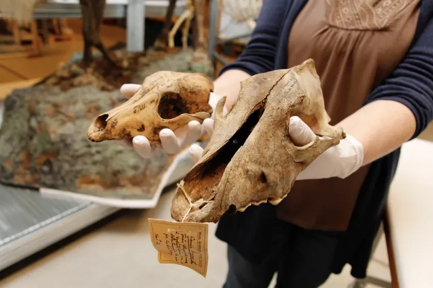Close-up of two craniums being held by hands in gloves