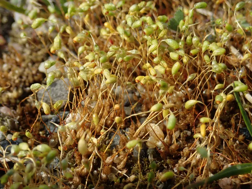 Close-up of moss