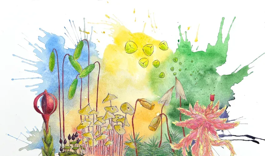 Illustration of plants and spores