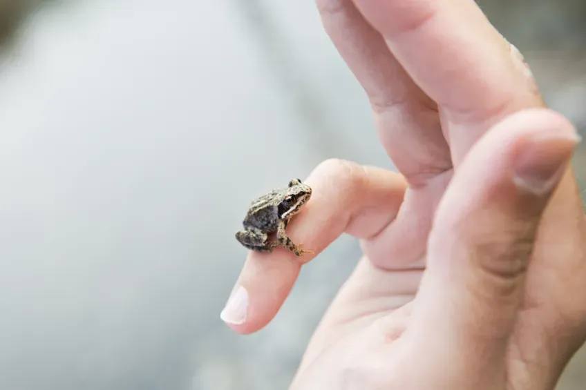 An insect on a finger 