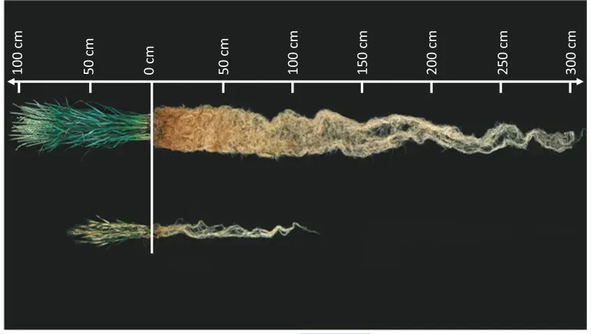 Two types of roots against a black background 