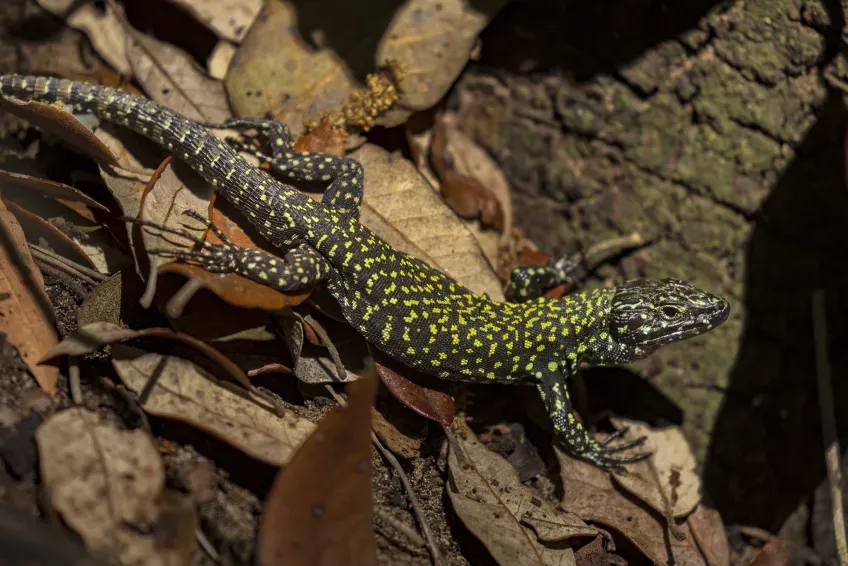 A lizard on a branch