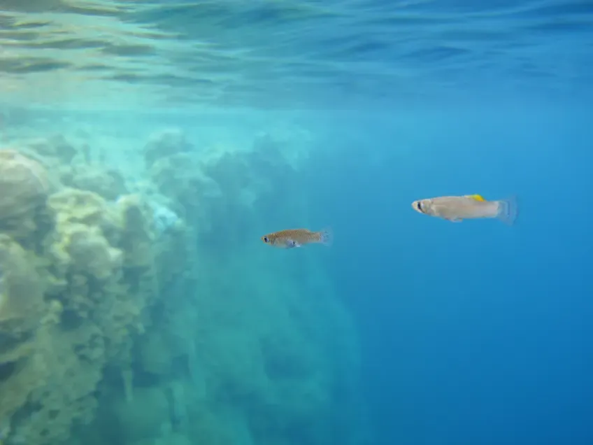 Mosquitofish swimming in blue water