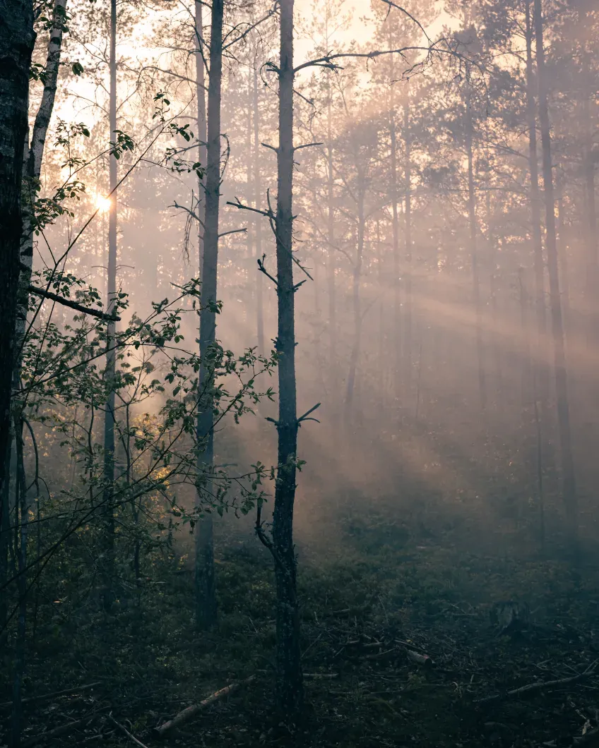 Rays of sunlight through a forest