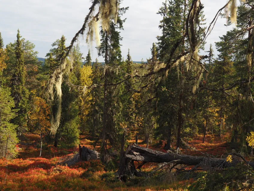 An old forest in autumn