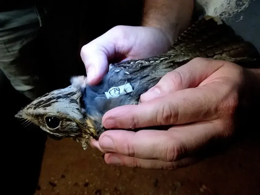 Two hands holding a bird fitted with a sensor