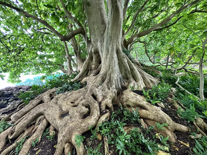 Roots of a Pisonia tree