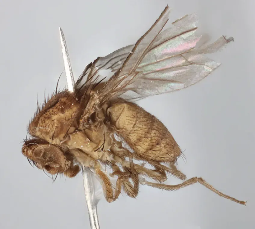 Close-up of a fruit fly 