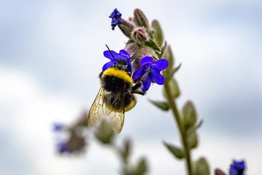 A bumblebee on a flower