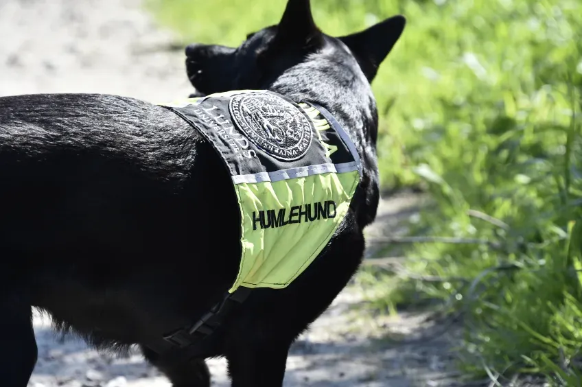 A dog wearing a vest