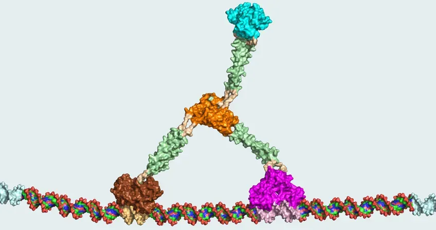 Illustration of a DNA strand