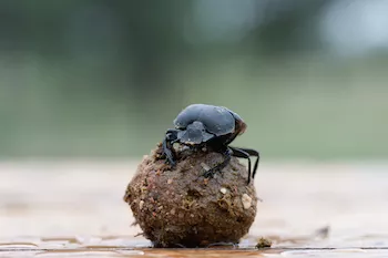 After taking a snapshot of the sky, the beetle know where they are going and roll off with their ball of dung in a straight line across the savannah. Photo: E. Baird