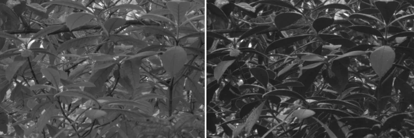 Images of leaves taken with regular camera, and special camera to the right