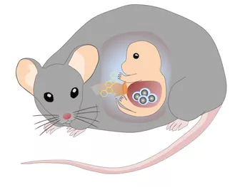 Pregnant mother protect growing blood stem cells in the liver of fetus by transporting bile acid. Image from Cell Stem Cell article 