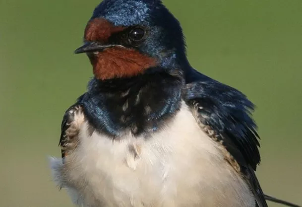 Barn swallow (Photo: Thomas Alerstam)