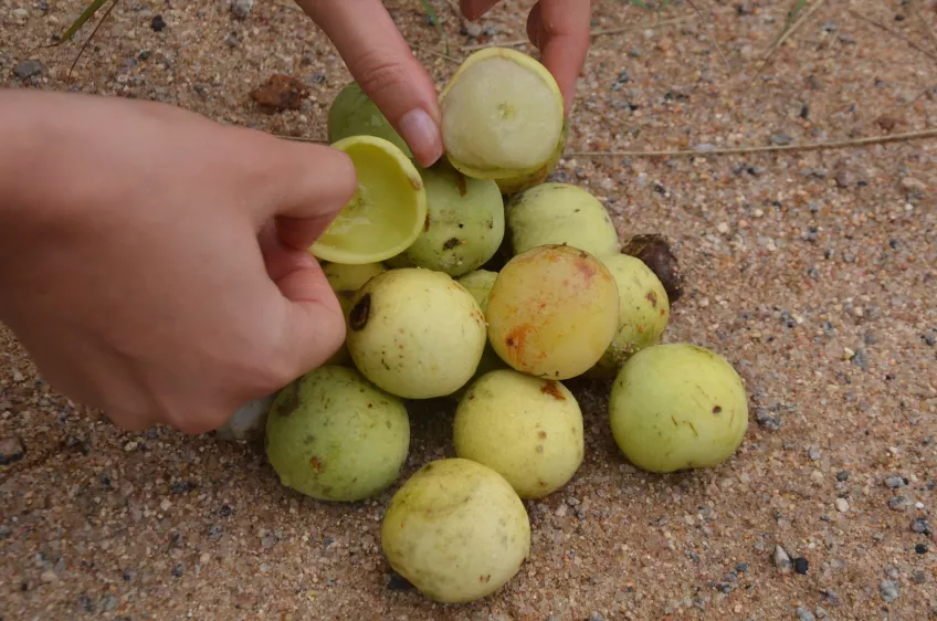 Marula fruit (Photo: Erling Jirle)