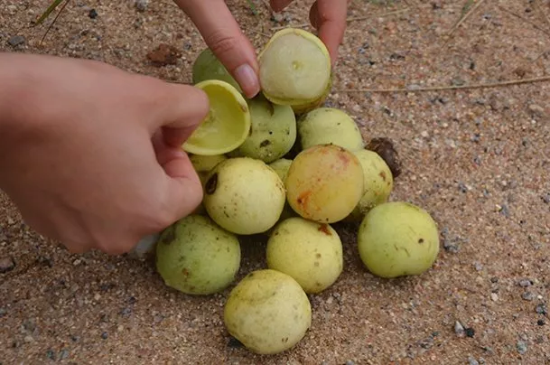Marula fruits on the ground (Photo by Erling Jirle)