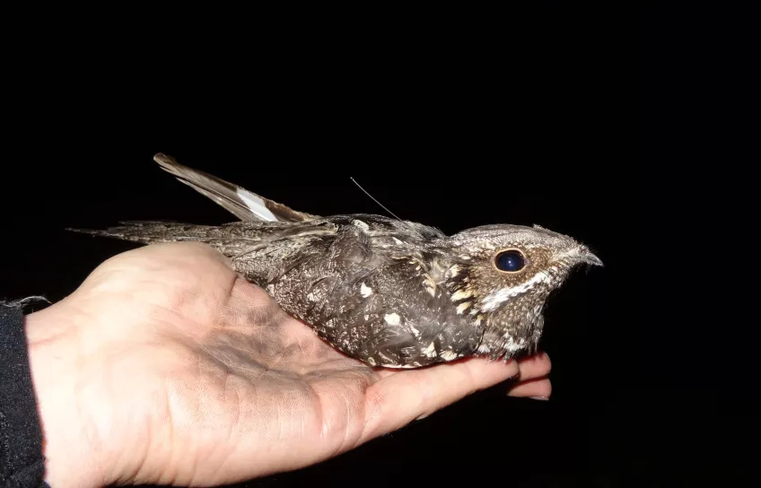 Nightjar with GPS (Photo: Gabriel Norevik)