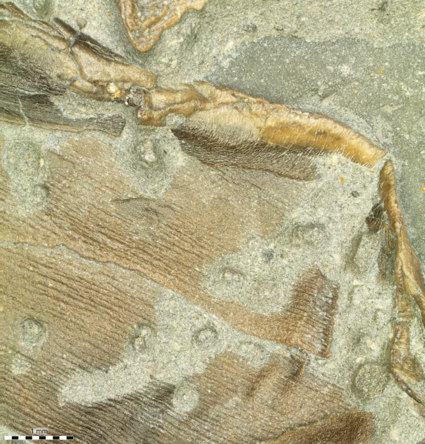 Fossilized skin forming the trailing edge of the right pelvic fin (Image: Johan Lindgren)