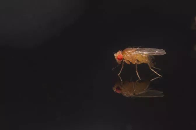 A male Drosophila melanogaster fruit fly