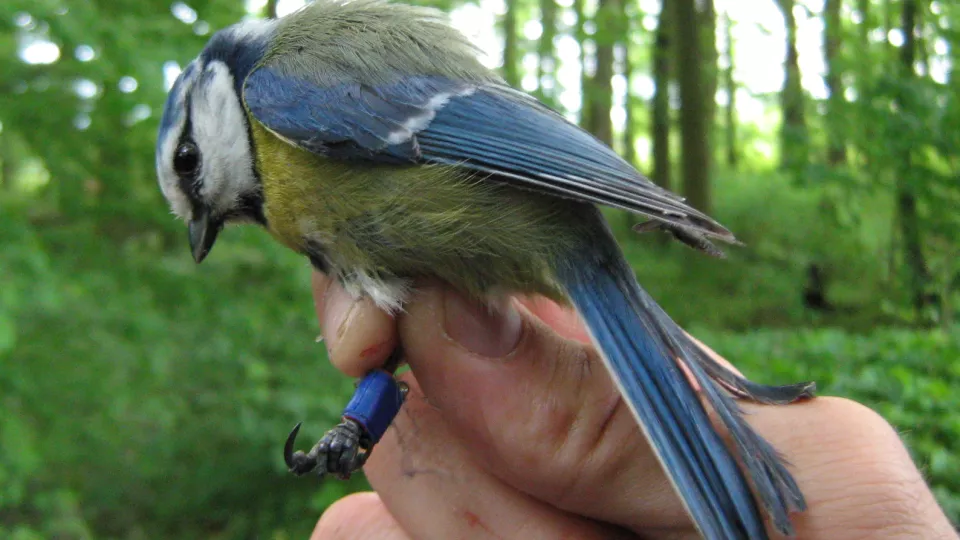 Adult male blue tit (Photo: Andreas Nord)
